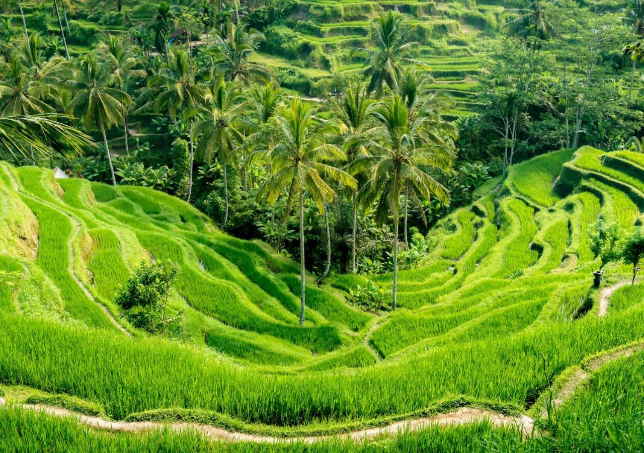 Capung Asri Eco Luxury Resort With Private Pool Villas Bedulu 외부 사진